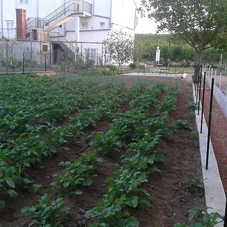 Apartman Jurika *